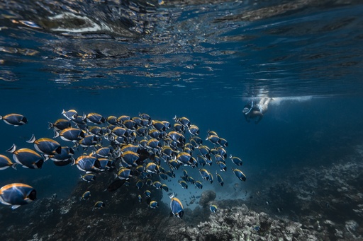 Camera Rent half day