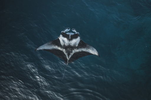 Manta Snorkeling