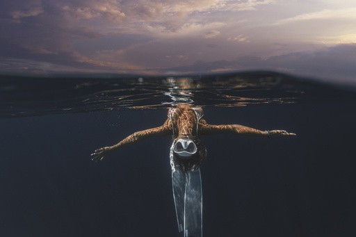 Night Snorkeling with Stingrays