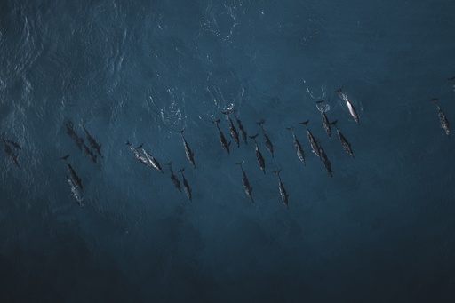 Lucky Dolphin & Visit Blue Lagoon