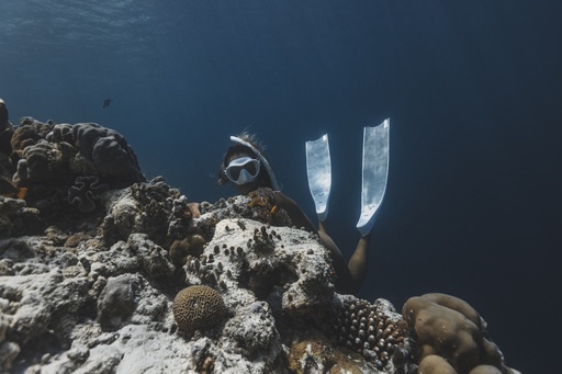 Private Snorkeling