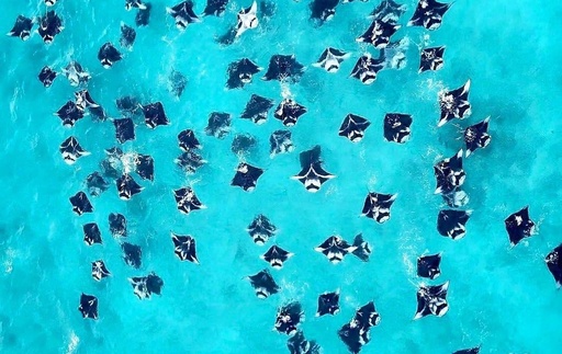 Hanifaru Bay Excursion