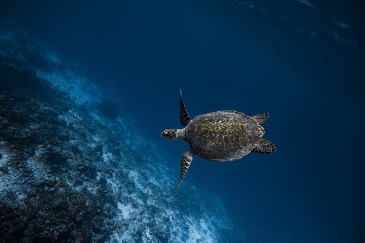 Camera Rent Full Day